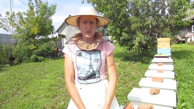 Понятия: матка-трутовка, безматочная семья, пчелы-сироты. смотреть онлайн