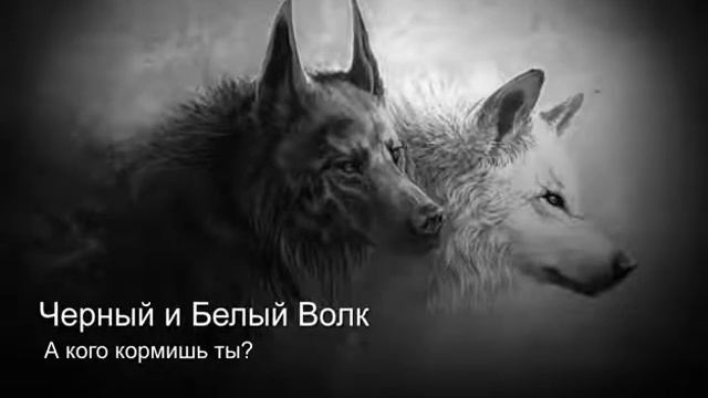 Черный и белый волк песня. смотреть онлайн