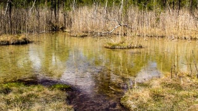 Собака лаяла на весь лес! Вы не сдержите слёз, когда узнаете причину этого! смотреть онлайн