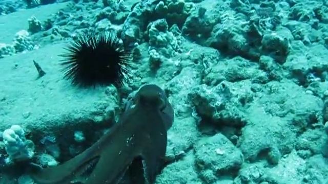 Octopus in Maui with Tiny Bubbles Scuba смотреть онлайн