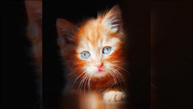 Симба я люблю тебя (В память симбе) смотреть онлайн