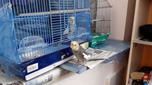 Самец Кореллы поёт