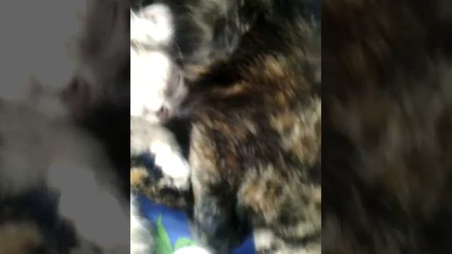 Улетное кошачье видео! смотреть онлайн