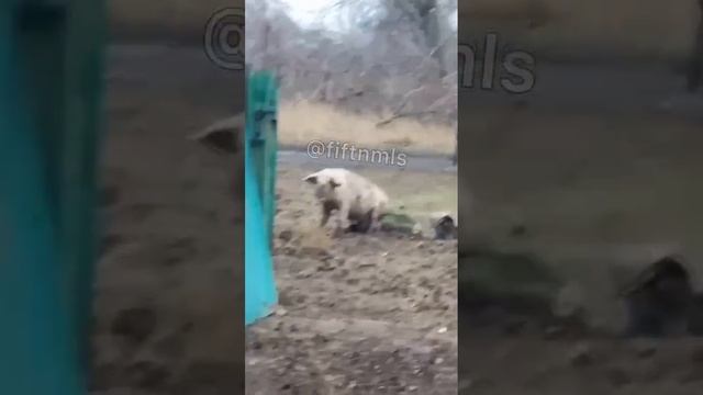 Свинья свинье села на лицо смотреть онлайн