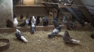 Голуби Мариуполя 26.02.2020