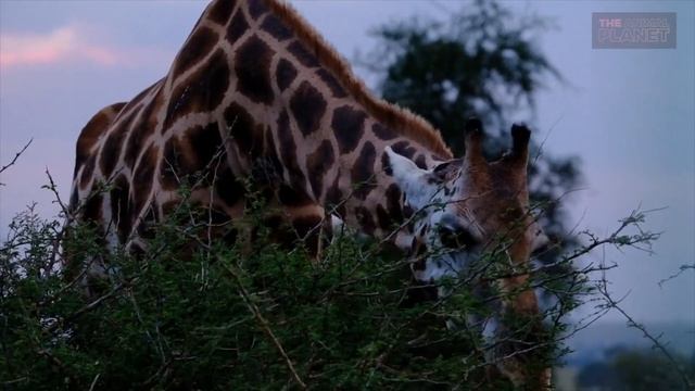How long do giraffes sleep a day in the wild? How and why? - The Animal Planet смотреть онлайн
