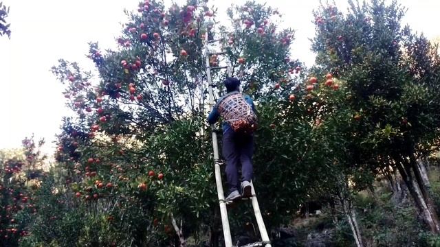 Orange Farming in Mountain // Arunachal Pradesh // Anjaw //India // Assam смотреть онлайн