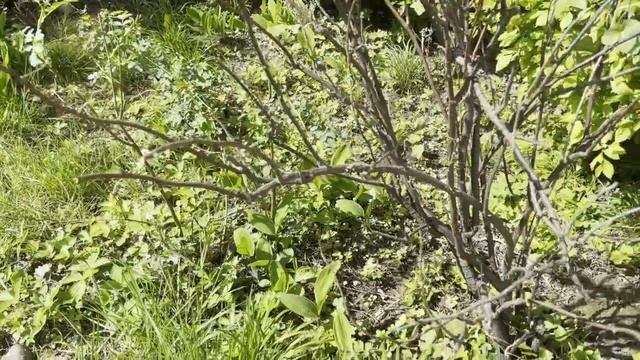 Кручусь как 🐿️. Апрель, стригу, чищу, убираю😅. Дача в Германии смотреть онлайн