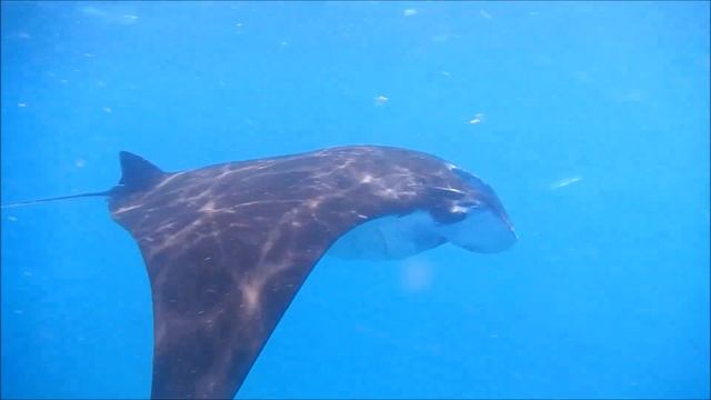 Diving with Manta Rays at Nusa Penida - Bali, Indonesia смотреть онлайн