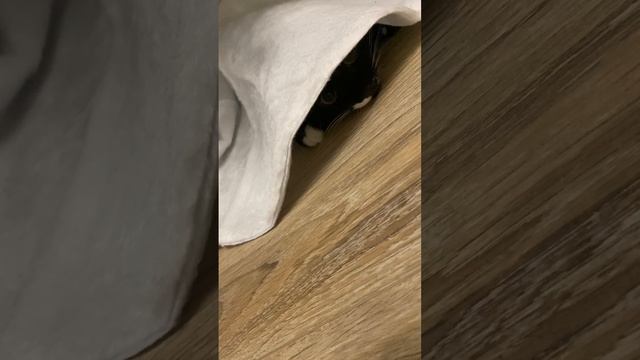 Соня и тайная лапа (или хвост) смотреть онлайн