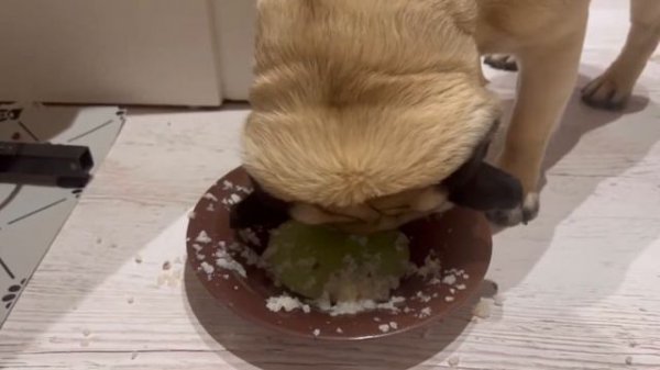 Ужин мопса🐶Кушает как свинка🐷🐽МУКБАНГ