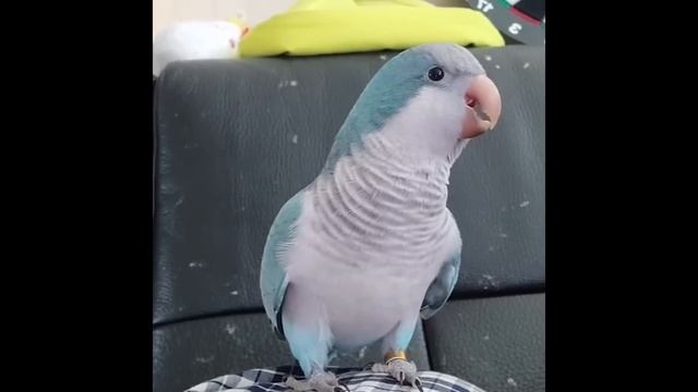 Smart And Funny Parrots Parrot Talking Videos Compilation (2024) - Cute Birds #17