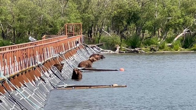 Медведи на Курильском озере. Камчатка 2022 смотреть онлайн