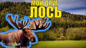 ИСТОРИЯ ДЕДА ЛЕСНИКА - ЛОСЬ БУРАН ВЕРНЫЙ ДРУГ ЖИЗНЬ В ЛЕСУ НАПАДЕНИЕ ВОЛКОВ ЛОСИНЫЙ ГОН В ТАЙГЕ