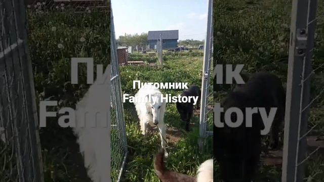 #питомник #немецкая #family #купить #щенки #гдр #голден #корги #вео смотреть онлайн