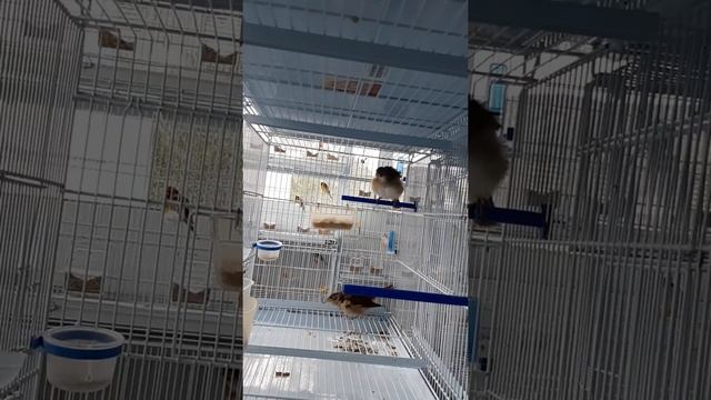 моя пара соловьев смотреть онлайн