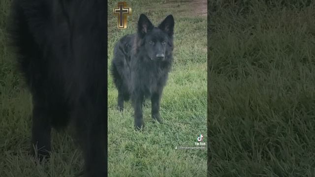 "Cyrus" Black German shepherd Long Coat Male смотреть онлайн