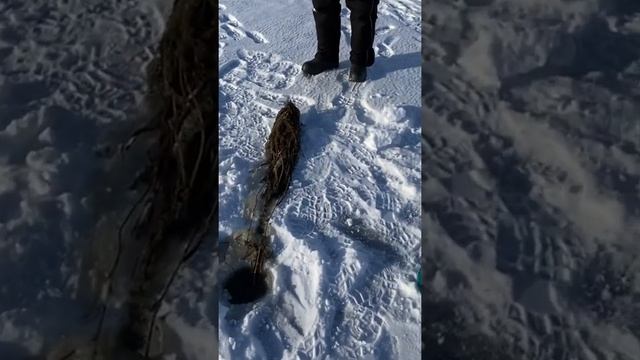 Супер маскировка, щука в траве смотреть онлайн