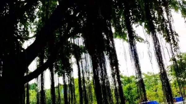 Wow Menemukan Mainan Hewan Hidup Di AKAR POHON ada Serigala Rusa Kambing Sapi Buaya Unta Badak