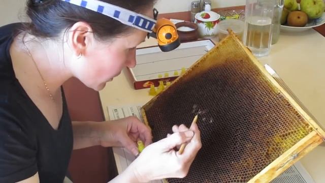 Вывод маток. Прививка личинок смотреть онлайн