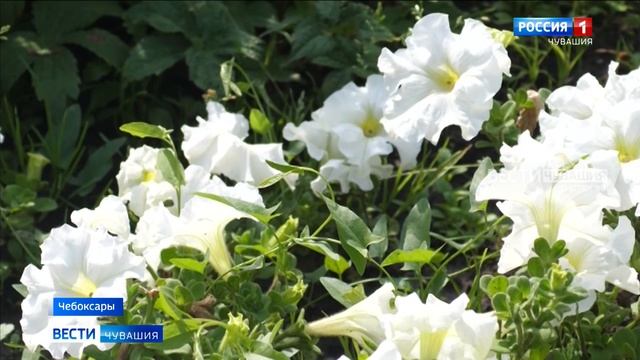 Температурный рекорд в Чувашии в этом году побит не будет смотреть онлайн