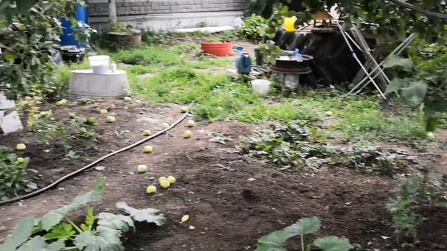 Собрала вишню на компот. Паутинный клещ - зараза. смотреть онлайн