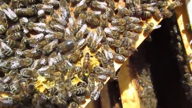 Как сделать отводок. Проверка на засев смотреть онлайн