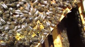 Как сделать отводок.  Проверка на засев