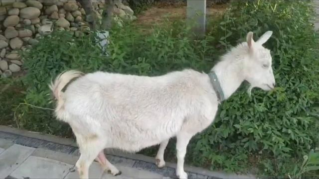 Ассаламу алейкум, эчки сатылат, 2-туут, 3 литрге жакын сүтү бар, баасы 35000 сом, +99655202039 смотреть онлайн