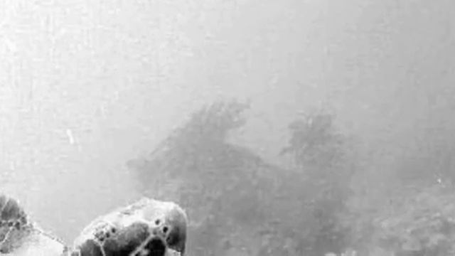 Sea turtles смотреть онлайн