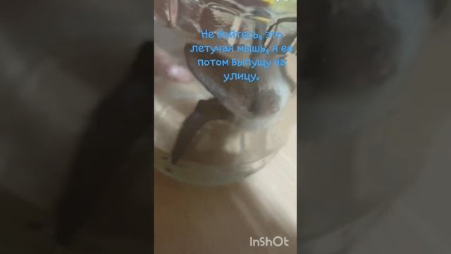 Летучая мышь#Настоящая#хочуврек смотреть онлайн