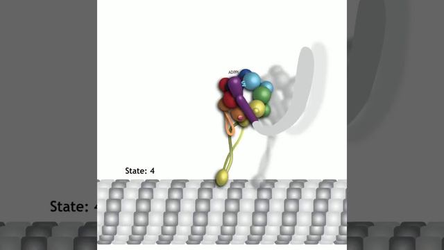 Mechanism and Regulation of Cytoplasmic Dynein: Supplemental Video 1 смотреть онлайн