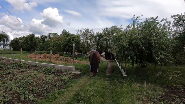 Коні Ваговози . ПИШІТЬ ,ЩО ХОЧЕТЕ, АЛЕ ХАРІ КРАСАВЧИК/ЖЕРЕБЕЦЬ НА ПАРОВКУ/STALLION AND MARE смотреть онлайн