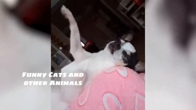 СМЕШНЫЕ ЖИВОТНЫЕ😂 ТЕСТ НА ПСИХИКУ ЧЕЛЛЕНДЖ 😂 FUNNY ANIMALS PASS THE PSYCHE TEST CHALLENG смотреть онлайн