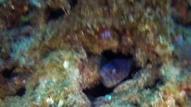 isla de mona 28 06 2016 смотреть онлайн