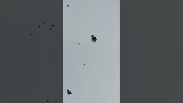 голуби.Андрюхи.(Бороды.)г.Липецк. смотреть онлайн