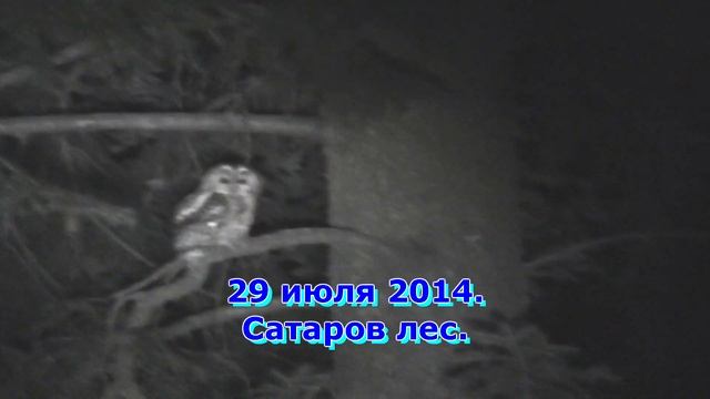 Весенняя песня