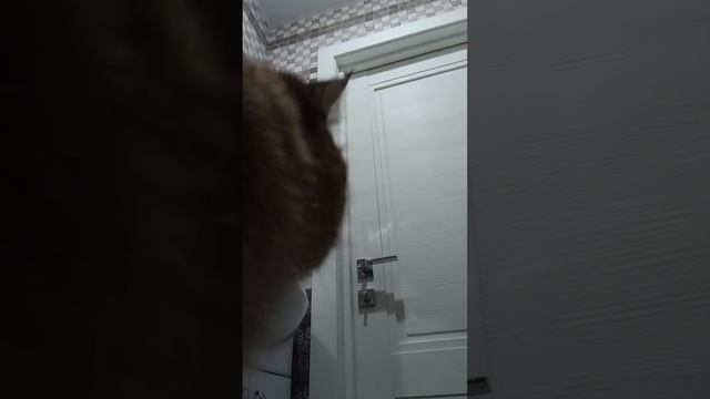 кошка первооткрыватель смотреть онлайн