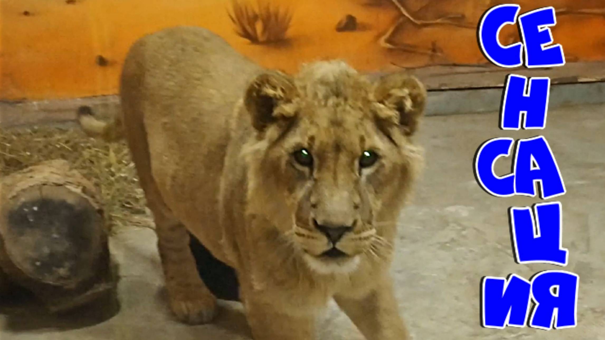 Сенсационная новость! ШЕРХАН заговорил. / Новогодние волшебные пожелания. (Новогодний выпуск) смотреть онлайн