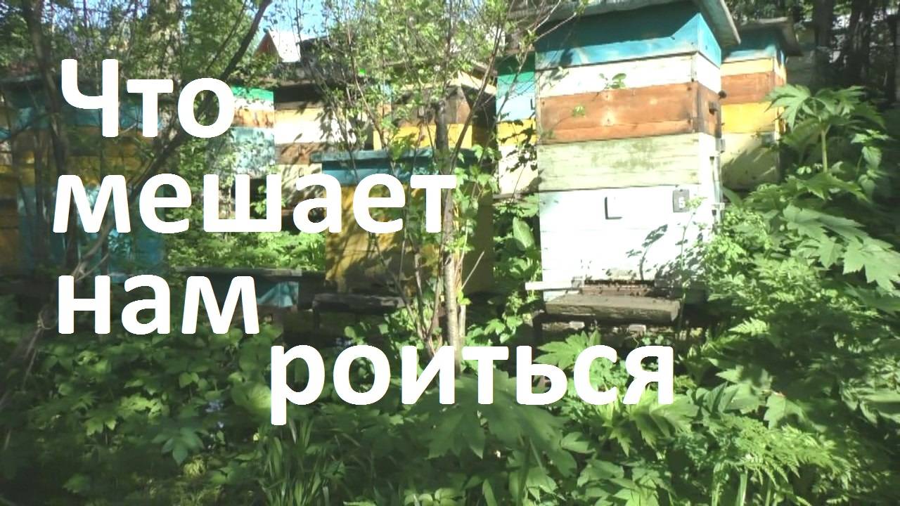 Причины задержки выхода первых роев смотреть онлайн