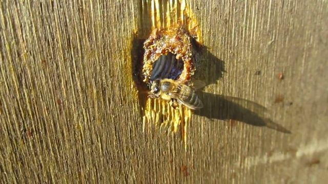 Сбор прополисной обножки смотреть онлайн