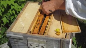 Вывод маток. Проверяем выход маток.