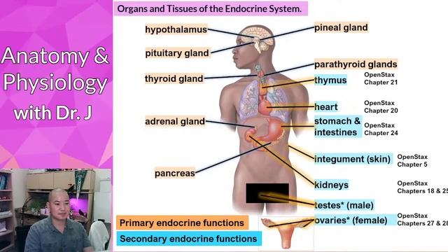PHYL 142 | Endocrine | 2022 01 12 Hormone Categories смотреть онлайн