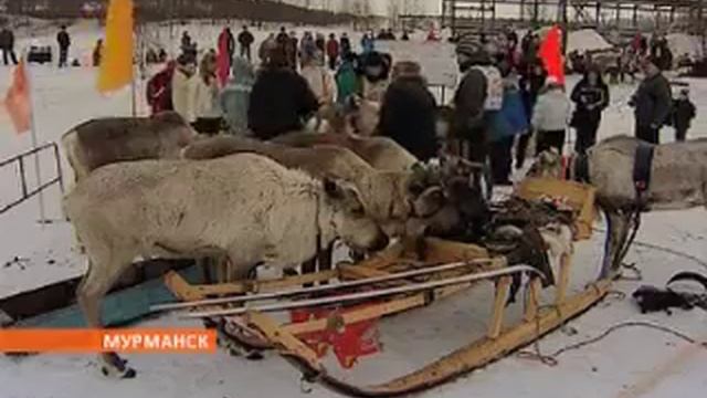 Соревнования на оленьих упряжках смотреть онлайн