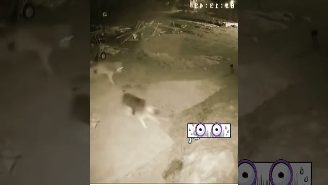 Волк Против собаку😳😳😳 смотреть онлайн