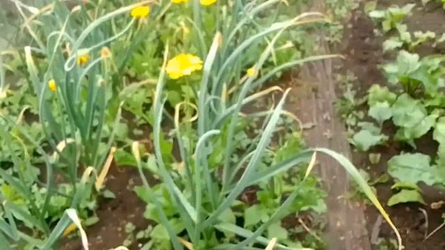 такая разная календула смотреть онлайн