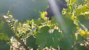 Обзор виноградника 24 августа Брянск средняя полоса России .