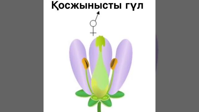 Гүл формуласы смотреть онлайн
