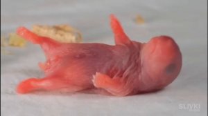 Стёпа забеременел и родил детей