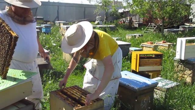 Содержание пчёл в 8-рамочных ульях. Установка магазинов и вторых корпусов смотреть онлайн